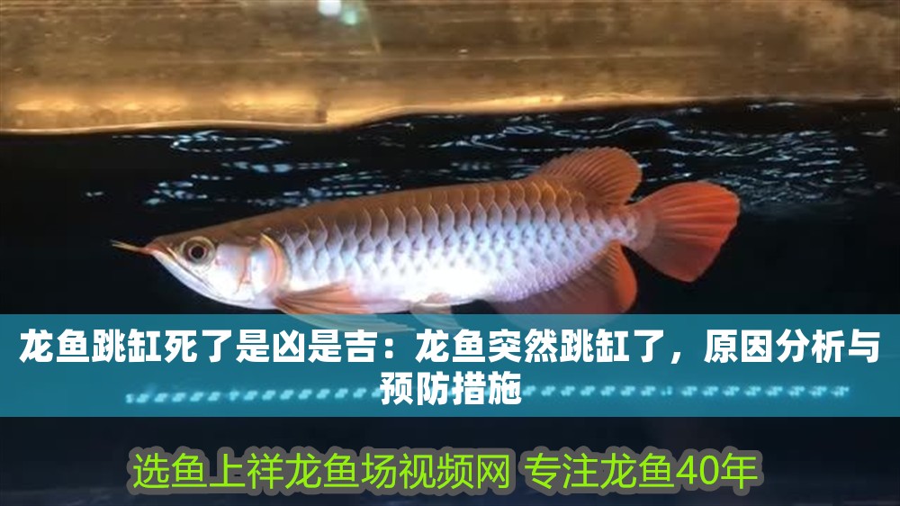 龍魚跳缸死了是兇是吉：龍魚突然跳缸了，原因分析與預(yù)防措施
