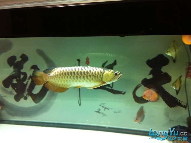 沈陽(yáng)龍魚(yú)漁場(chǎng)在哪個(gè)位置啊