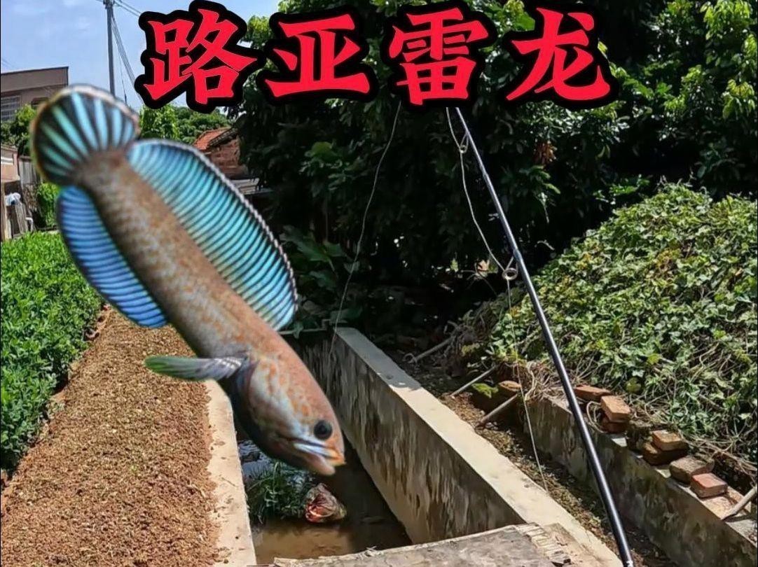 彩虹雷龍發(fā)色期間需要換水嗎？