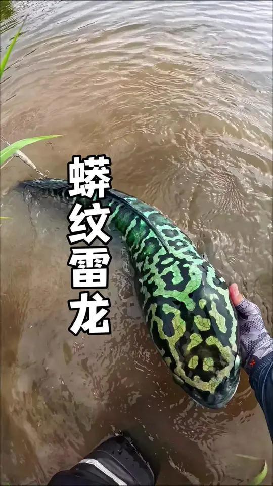 彩虹雷龍發(fā)色期間需要換水嗎？