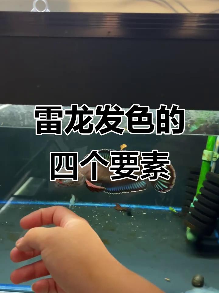 彩虹雷龍發(fā)色期間需要換水嗎？