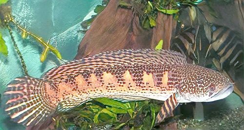 彩虹雷龍發(fā)色期間需要換水嗎？