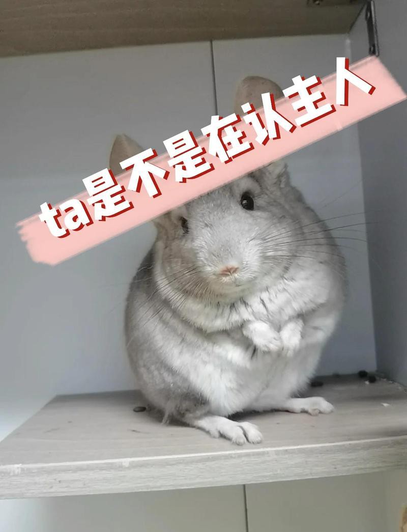 龍貓認(rèn)主后還會咬人嗎？