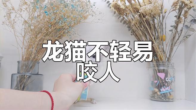 龍貓認(rèn)主后還會(huì)咬人嗎？ 龍貓認(rèn)主后還會(huì)咬人嗎？ 龍魚(yú)百科 第7張