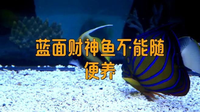 藍面財神魚不能隨便養