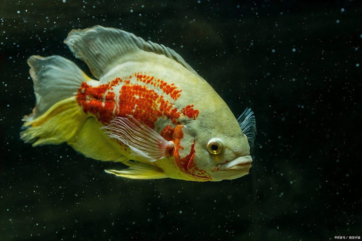 藍面財神魚不能隨便養