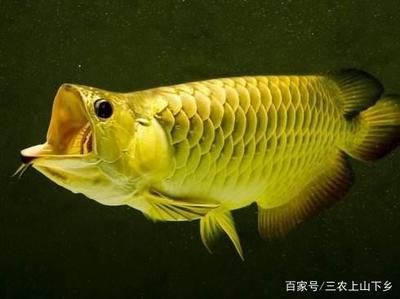 紅龍魚適合多少度水溫養：紅龍魚最適合的水溫范圍是24-29攝氏度