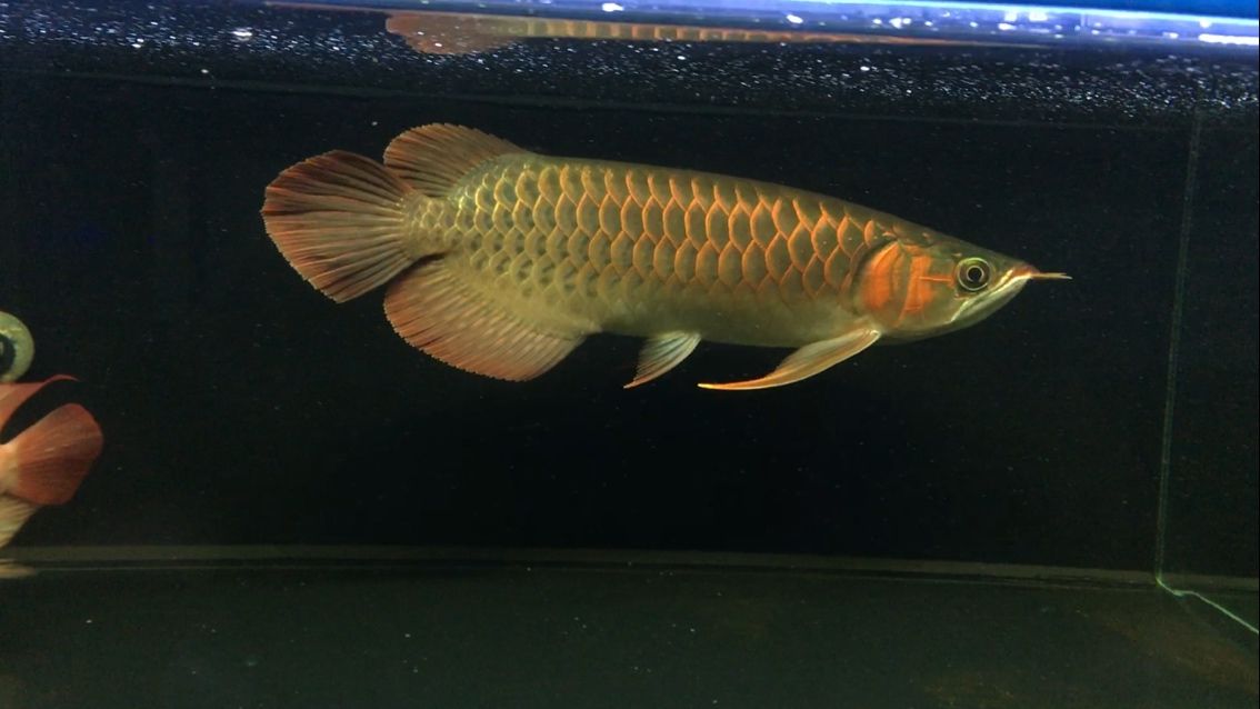體型最小的龍魚排名：體型最小的龍魚是什么？
