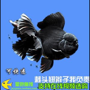 小金龍魚苗：小金龍魚苗的飼養技巧