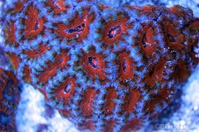 小金龍魚苗：小金龍魚苗的飼養(yǎng)技巧