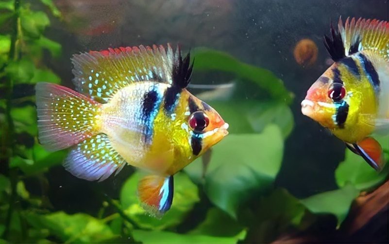 龍魚內臟受損后多久會死 龍魚內臟受損后多久會死 龍魚百科 第5張