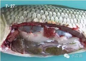 龍魚內臟受損后多久會死 龍魚內臟受損后多久會死 龍魚百科 第1張