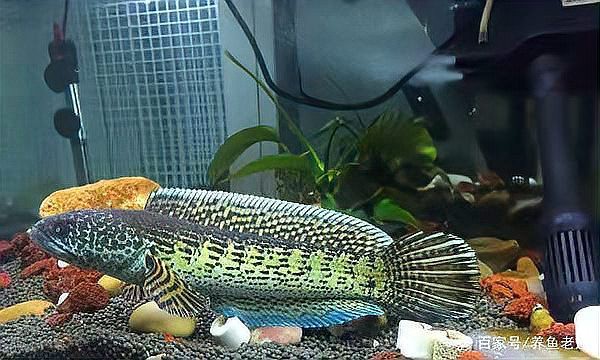 龍魚內臟受損后多久會死 龍魚內臟受損后多久會死 龍魚百科 第3張