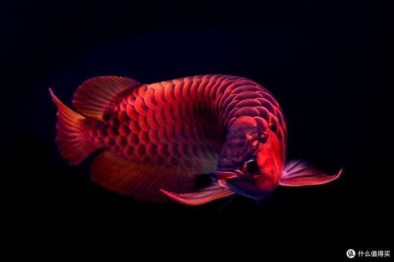 龍魚是不是風(fēng)水魚呢