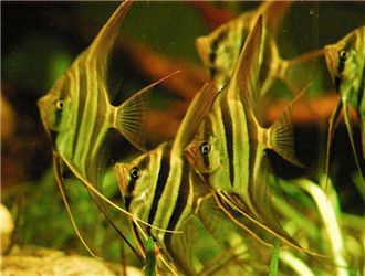 埃及神仙魚選購誤區解析：埃及神仙魚健康檢查要點,埃及神仙魚混養指南,