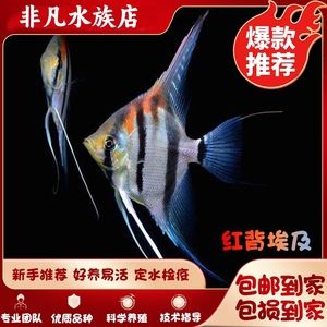 埃及神仙魚選購誤區解析：埃及神仙魚健康檢查要點,埃及神仙魚混養指南,