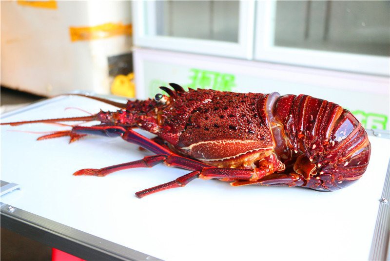 澳龍和紅龍哪個更稀有？ 澳龍和紅龍哪個更稀有？ 龍魚百科