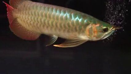 粗線魚和龍魚混養好不好：粗線魚和龍魚一起混養好嗎