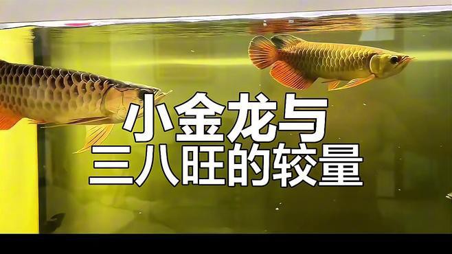 雙金龍混養需要多大的魚缸？ 雙金龍混養需要多大的魚缸？ 龍魚百科 第3張