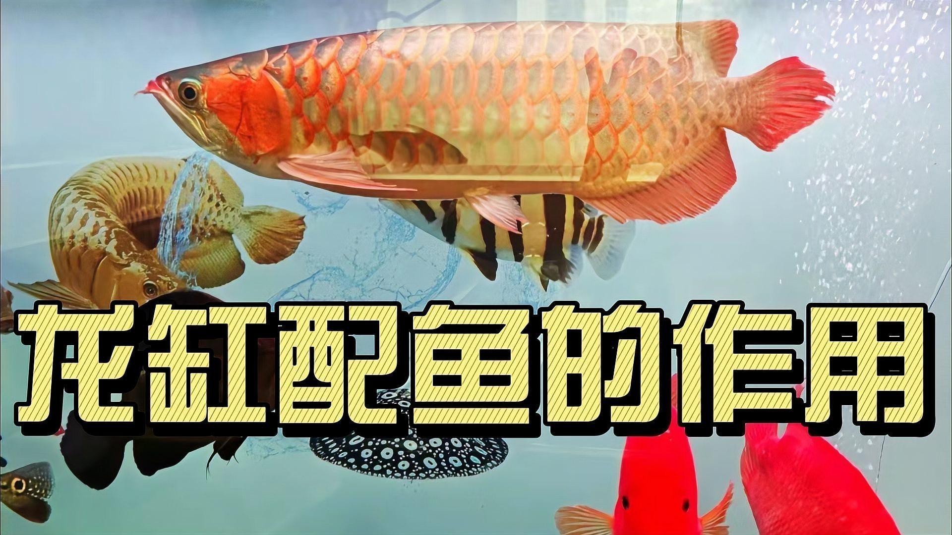 雙金龍混養需要多大的魚缸？ 雙金龍混養需要多大的魚缸？ 龍魚百科 第1張