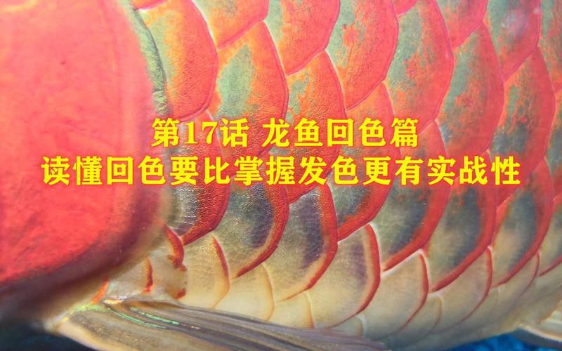 金龍魚發色從什么部位開始的圖片
