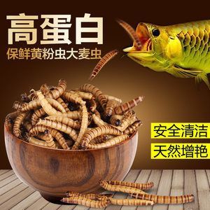 龍魚吃面包蟲好不好：龍魚吃面包蟲好不好龍魚吃面包蟲好不好