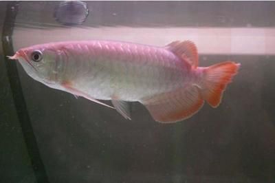 給龍魚起個名字大全四個字：四個字的龍魚名字