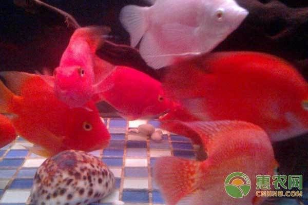 紅魔王銀版魚繁殖技巧（紅魔王銀版魚繁殖技巧查詢）