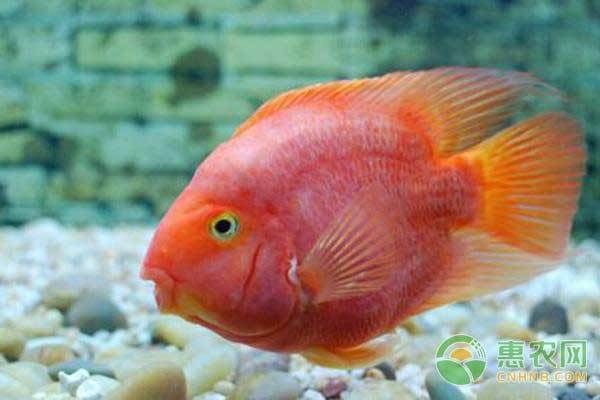 紅魔王銀版魚繁殖技巧（紅魔王銀版魚繁殖技巧查詢）