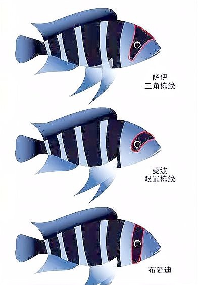 薩伊藍配龍魚 薩伊藍配龍魚 龍魚百科 第1張