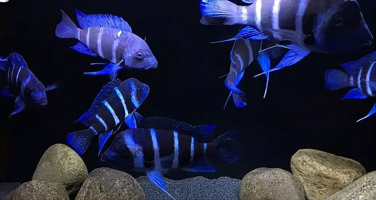 薩伊藍配龍魚 薩伊藍配龍魚 龍魚百科 第2張