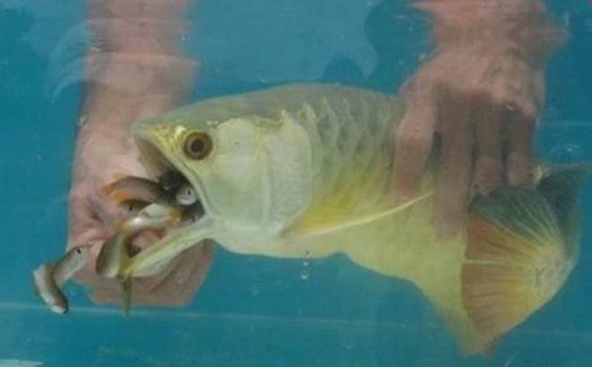 金龍魚來自哪里的品種：30篇金龍魚原產金龍魚市場定位金龍魚品種介紹