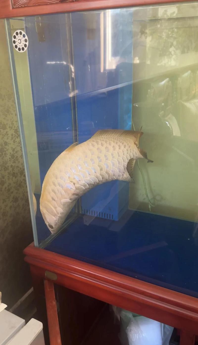 龍魚翻肚后如何急救？