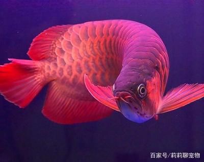龍魚燈什么顏色好一點呢圖片：龍魚燈的顏色選擇