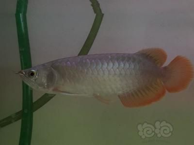 龍魚發色秘訣圖片大全：龍魚發色原理、顏色的種類及其養護方法，龍魚水質管理技巧