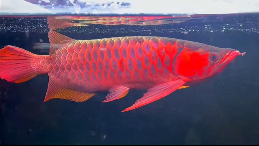 哪里可以購買到進口橙紅龍魚？ 哪里可以購買到進口橙紅龍魚？ 龍魚百科 第6張