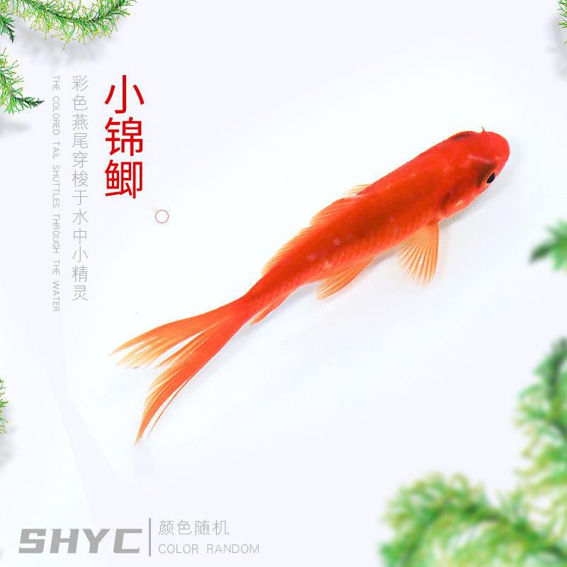 哪里可以購買到進口橙紅龍魚？ 哪里可以購買到進口橙紅龍魚？ 龍魚百科 第16張