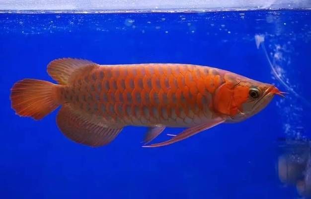 龍魚是冷水魚嘛為什么：熱帶魚混養(yǎng)注意事項有哪些？