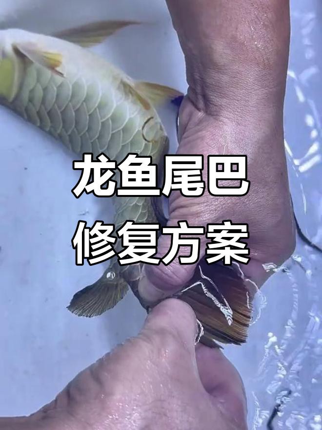 如何判斷龍魚(yú)鰭條是否完全恢復(fù)？ 如何判斷龍魚(yú)鰭條是否完全恢復(fù)？ 龍魚(yú)百科 第3張