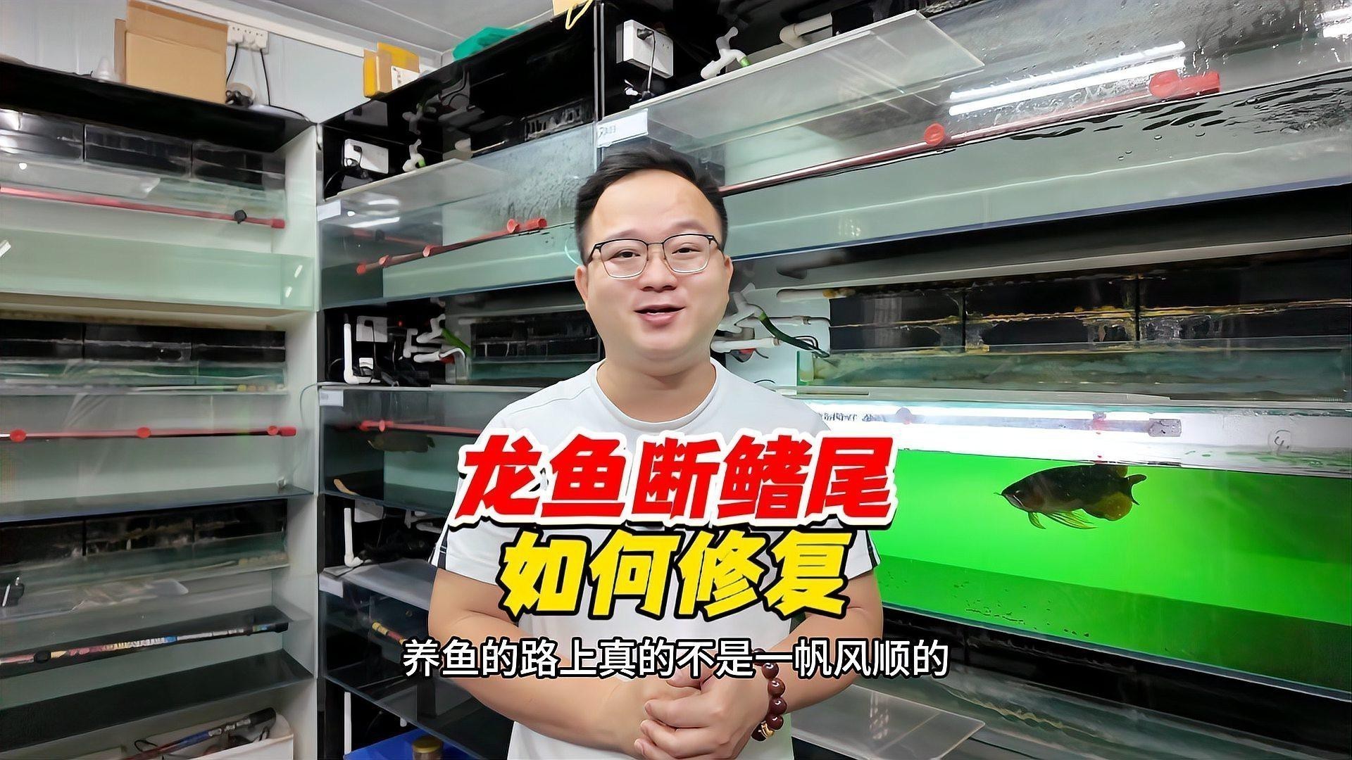 如何判斷龍魚(yú)鰭條是否完全恢復(fù)？ 如何判斷龍魚(yú)鰭條是否完全恢復(fù)？ 龍魚(yú)百科 第6張