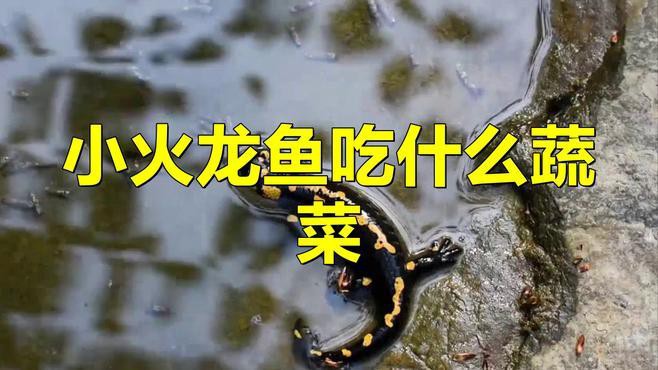 小火龍魚多久喂一次食 小火龍魚多久喂一次食 龍魚百科 第4張