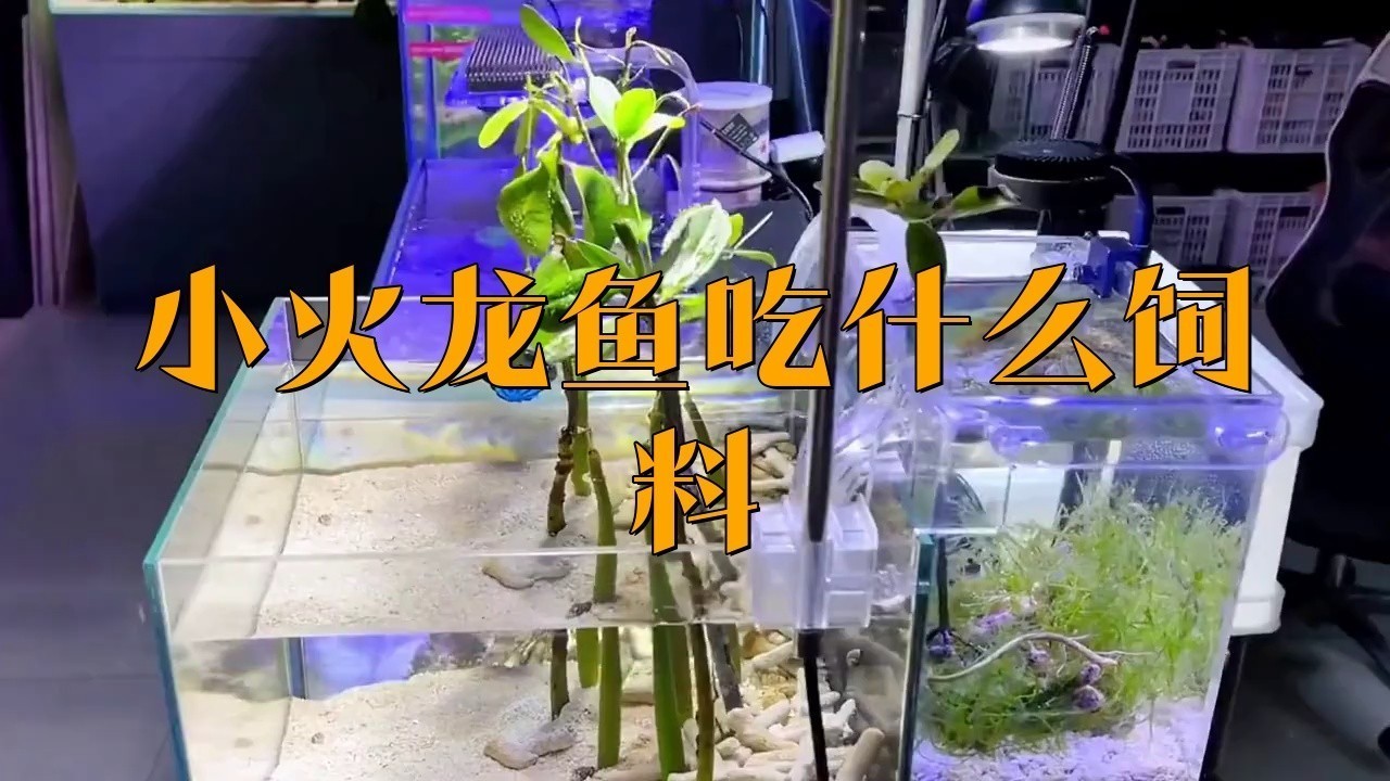 小火龍魚多久喂一次食 小火龍魚多久喂一次食 龍魚百科 第1張