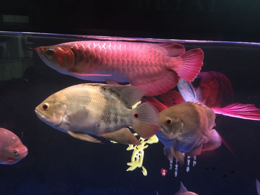 最貴的龍魚品種有哪些？ 最貴的龍魚品種有哪些？ 龍魚百科 第1張