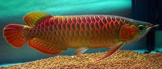 最貴的龍魚品種有哪些？ 最貴的龍魚品種有哪些？ 龍魚百科 第3張