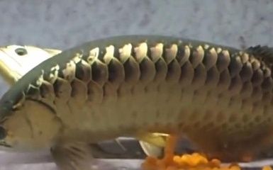 金龍魚的卵在不同的生命周期階段有不同的外觀表現(xiàn)：金龍魚的卵在不同的生命周期階段會有不同的外觀表現(xiàn) 金龍魚的卵在不同的生命周期階段有不同的外觀表現(xiàn)：金龍魚的卵在不同的生命周期階段會有不同的外觀表現(xiàn) 龍魚百科 第1張