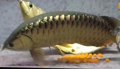 金龍魚的卵在不同的生命周期階段有不同的外觀表現(xiàn)：金龍魚的卵在不同的生命周期階段會有不同的外觀表現(xiàn) 金龍魚的卵在不同的生命周期階段有不同的外觀表現(xiàn)：金龍魚的卵在不同的生命周期階段會有不同的外觀表現(xiàn) 龍魚百科 第3張