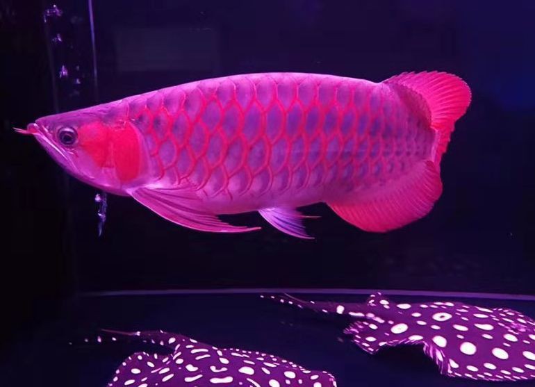 蘇州哪里有賣龍魚的地方呀電話多少