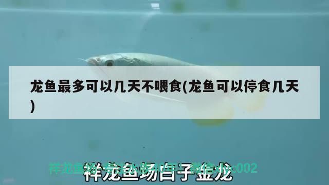 龍魚過溫多久喂食：如何判斷龍魚已適應新環境,龍魚過溫期間的水質管理
