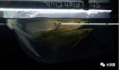 龍魚過溫多久喂食：如何判斷龍魚已適應新環境,龍魚過溫期間的水質管理