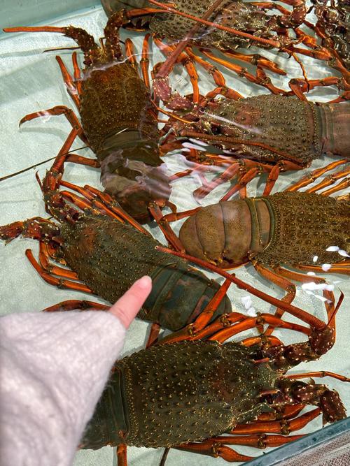 澳洲龍魚圖片大全大圖